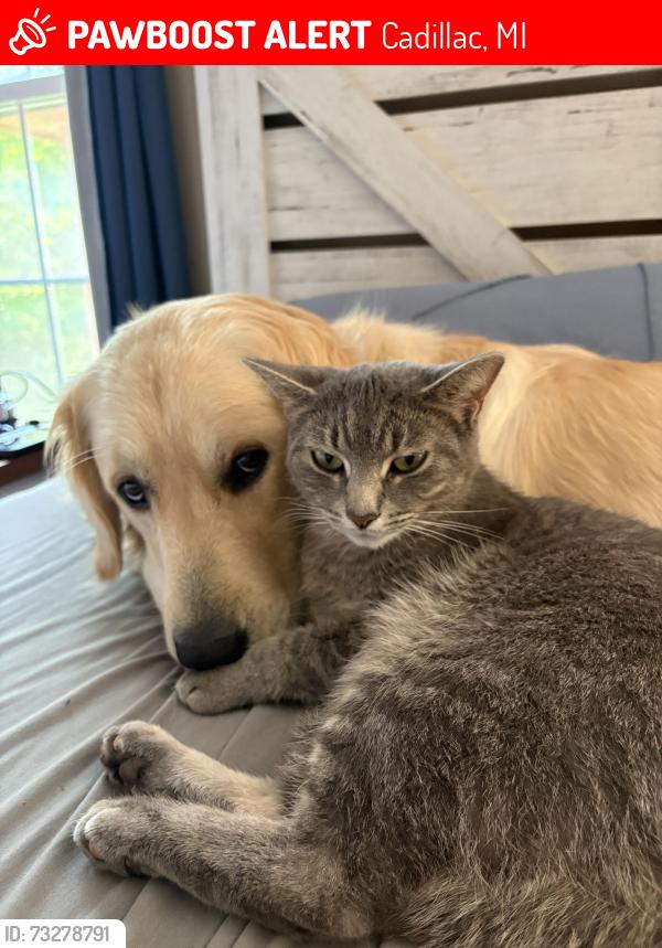 Lost Female Cat last seen Near rd, Cadillac, MI 49601