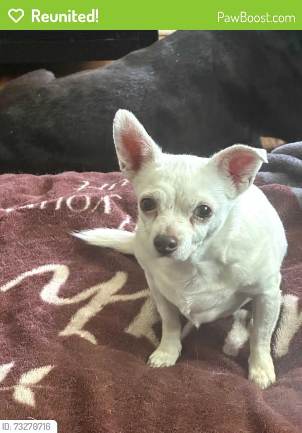 Reunited Female Dog last seen Schroeder and 10 mile, Eastpointe, MI 48021