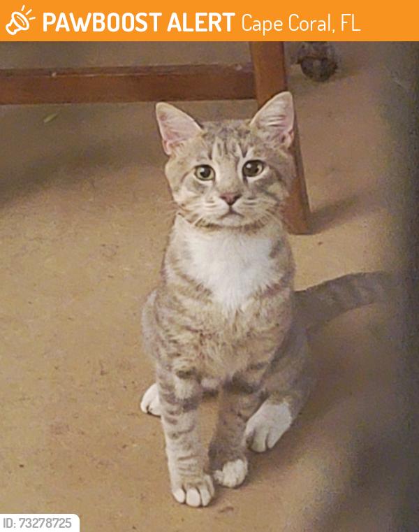 Found/Stray Unknown Cat last seen pelican blvd & el dorado, near rotary park, Cape Coral, FL 33914