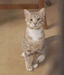 Found/Stray Unknown Cat last seen pelican blvd & el dorado, near rotary park, Cape Coral, FL 33914