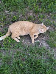 Reunited Male Cat last seen Chapel Ridge Dr Hazelwood Forest apmts, Hazelwood, MO 63042