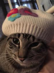 Lost Male Cat last seen Willow bend dr, Lufkin, TX 75901