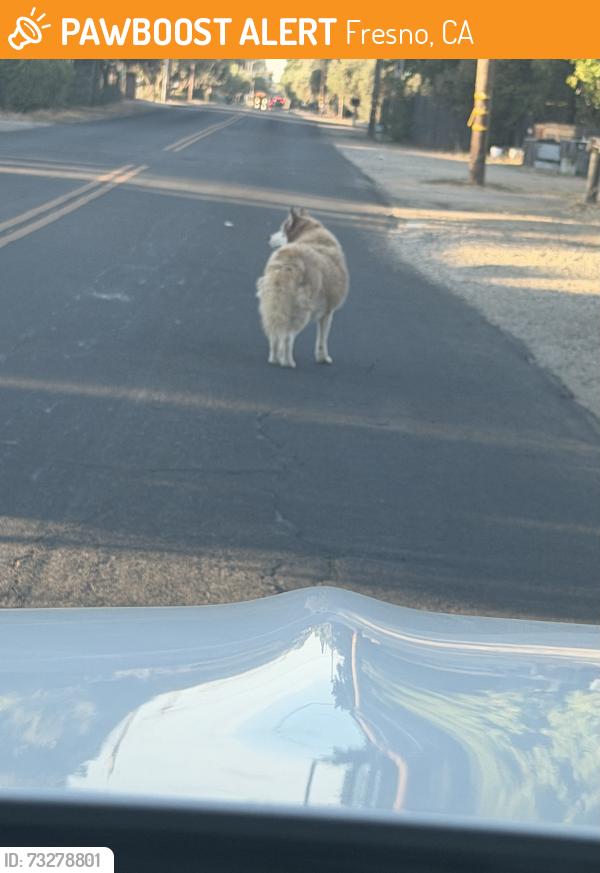 Found/Stray Unknown Dog last seen Tulare & South of minnewawa in Fresno, Fresno, CA 93721