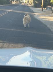 Found/Stray Unknown Dog last seen Tulare & South of minnewawa in Fresno, Fresno, CA 93721