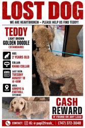 Lost Female Dog last seen foothill and arroyo, Los Angeles, CA 91342