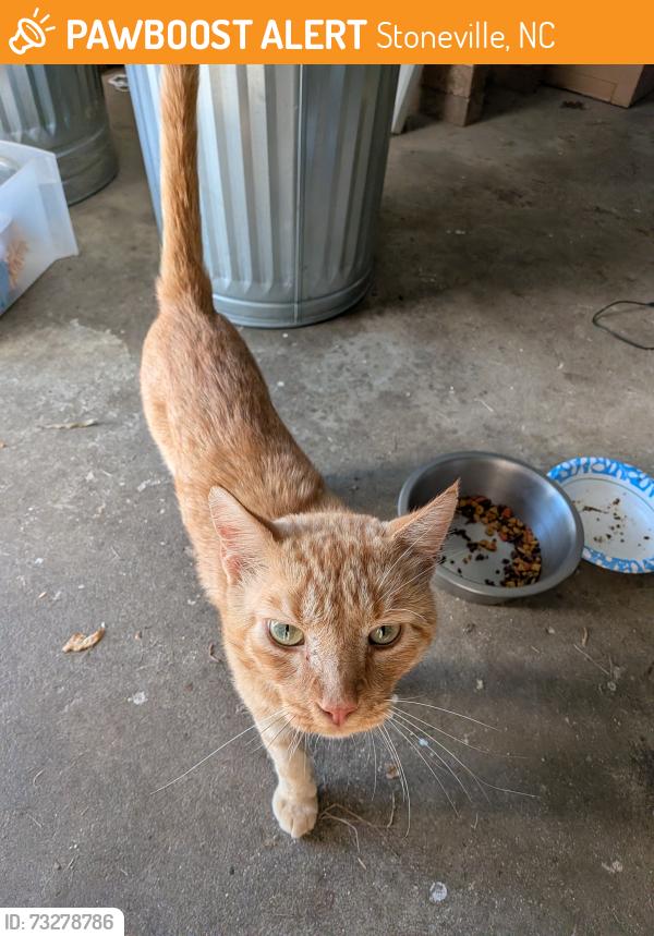 Found/Stray Male Cat last seen Between Lemons St and Gerry St, Stoneville, NC 27048