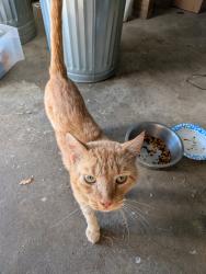 Found/Stray Male Cat last seen Between Lemons St and Gerry St, Stoneville, NC 27048