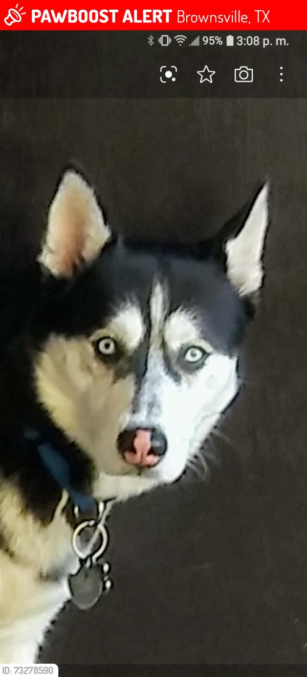 Lost Male Dog last seen Morrison, Sterling, Heritage Place Subdivision, was last given water on Hanover, Brownsville, TX 78520