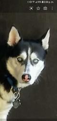 Lost Male Dog last seen Morrison, Sterling, Heritage Place Subdivision, was last given water on Hanover, Brownsville, TX 78520