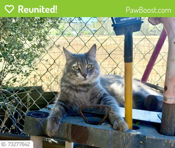 Reunited Male Cat last seen Rostrata Ave. Haygood Way, Tereticornis Avenue., Lake Elsinore, CA 92532