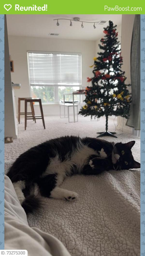 Reunited Female Cat last seen Sleepy View Ln, Springfield, VA 22153, USA, Springfield, VA 22153