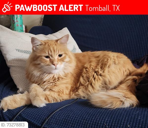 Lost Female Cat last seen Sorrel Meadows Dr and Barmby Dr, Tomball, TX 77375