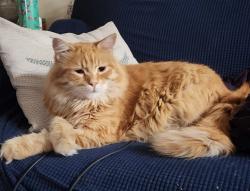 Lost Female Cat last seen Sorrel Meadows Dr and Barmby Dr, Tomball, TX 77375