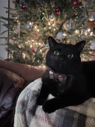 Lost Male Cat last seen Salem church rd and highway 6, Irmo, SC 29063