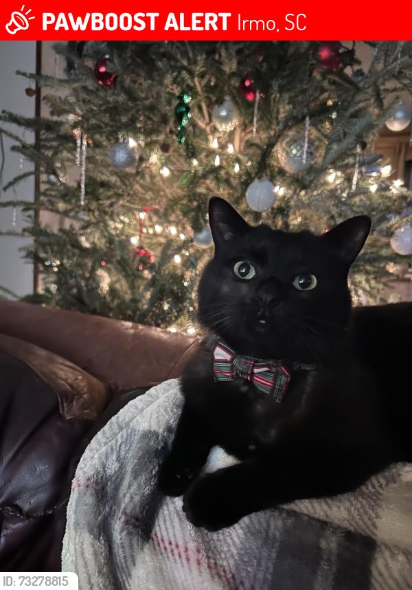 Lost Male Cat last seen Salem church rd and highway 6, Irmo, SC 29063