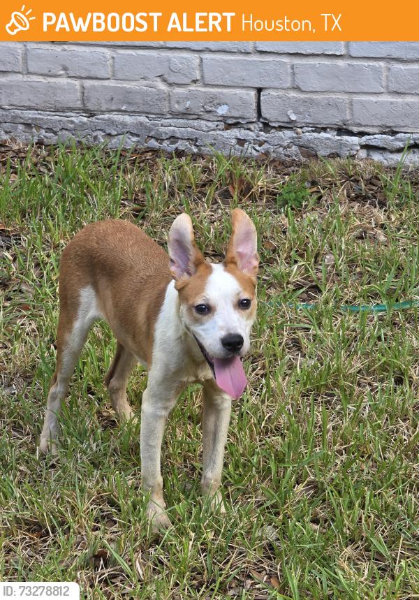 Found/Stray Male Dog last seen Old Lodge Rd and Misty Valley, Houston, TX 77066