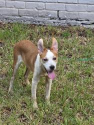 Found/Stray Male Dog last seen Old Lodge Rd and Misty Valley, Houston, TX 77066