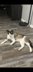 Lost Male Cat last seen Stalcup Dr, Fort Worth, TX 76119