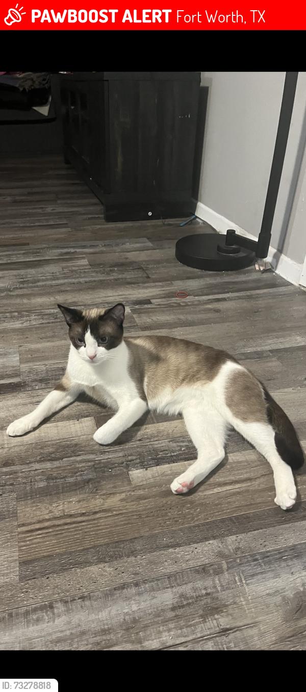Lost Male Cat last seen Stalcup Dr, Fort Worth, TX 76119