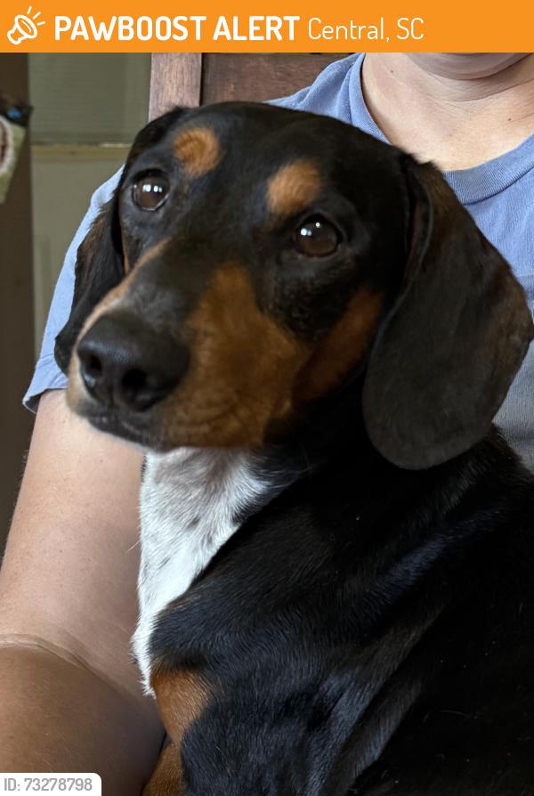 Found/Stray Unknown Dog last seen Near SWU, Central, SC 29630