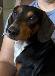 Found/Stray Unknown Dog last seen Near SWU, Central, SC 29630