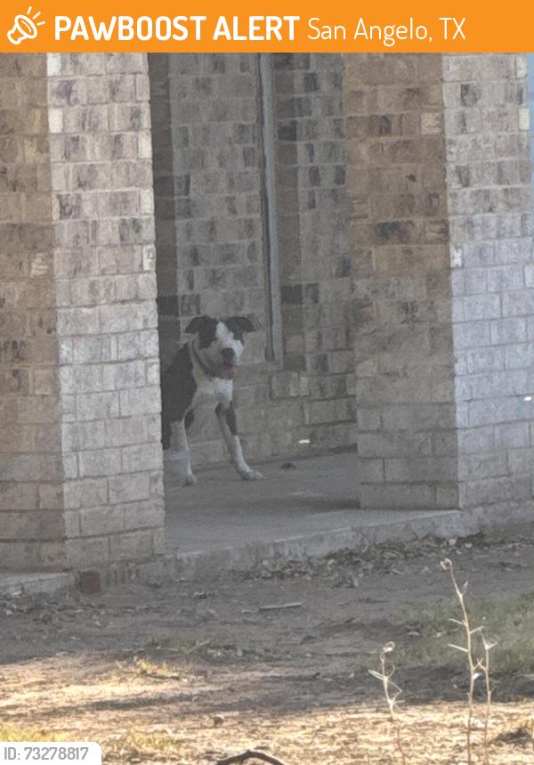 Found/Stray Male Dog last seen Brownspool, San Angelo, TX 76903