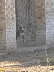 Found/Stray Male Dog last seen Brownspool, San Angelo, TX 76903