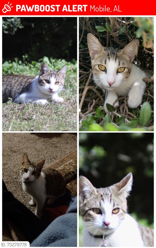 Lost Male Cat last seen Ridgefield Place cul-de-sac off of East drive 36608, Mobile, AL 36608