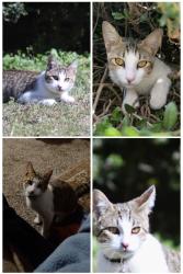 Lost Male Cat last seen Ridgefield Place cul-de-sac off of East drive 36608, Mobile, AL 36608