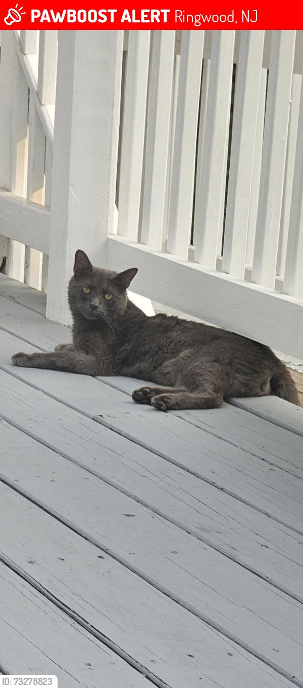 Lost Male Cat last seen Longview Ln, Ringwood, NJ 07456