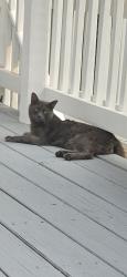 Lost Male Cat last seen Longview Ln, Ringwood, NJ 07456