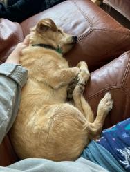 Reunited Male Dog last seen Near Oakgrove drive and Georgetown circle, Fayetteville, NC 28314