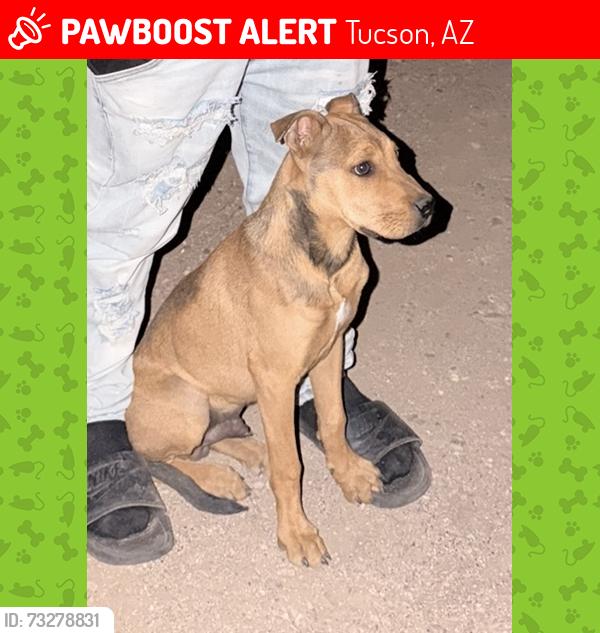 Lost Male Dog last seen E 34th st, Tucson, AZ 85713