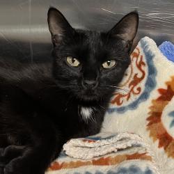 Shelter Stray Female Cat last seen , 4575 E Mesquite Ave, Palm Springs, CA 92264, USA