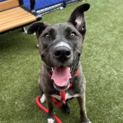 Shelter Stray Female Dog last seen , Animal Care & Control Team of Philly, 111 W Hunting Park Ave, Philadelphia, PA 19140, USA