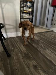 Found/Stray Male Dog last seen Hwy6, Houston, TX 77084