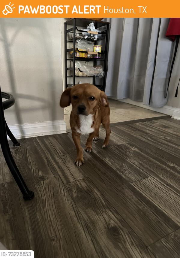Found/Stray Male Dog last seen Hwy6, Houston, TX 77084