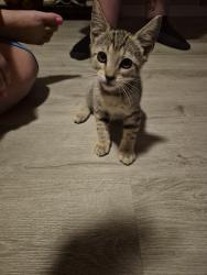 Found/Stray Male Cat last seen Sheley and s scott ave, Independence, MO 64052