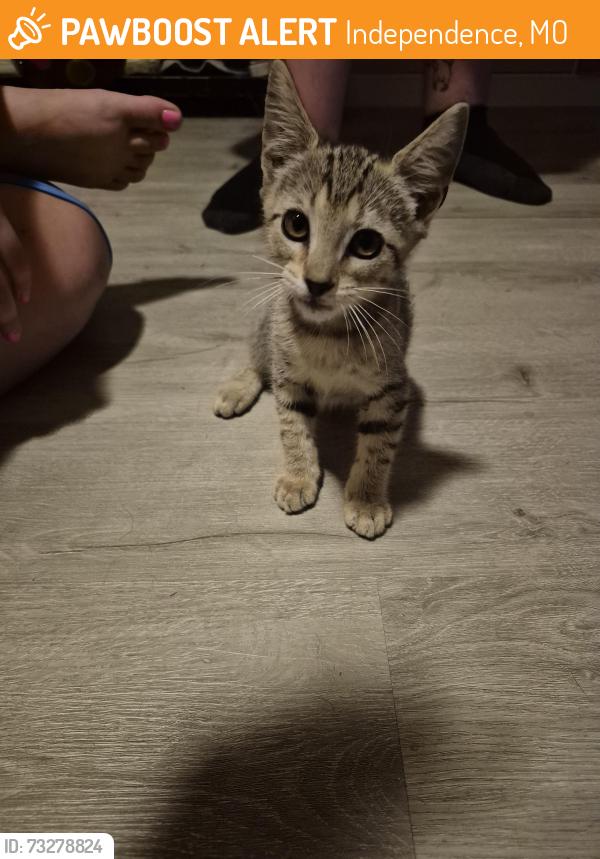 Found/Stray Male Cat last seen Sheley and s scott ave, Independence, MO 64052