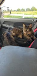Lost Female Cat last seen St johns Kilmarnock, Woolwich, ON N0B 1M0