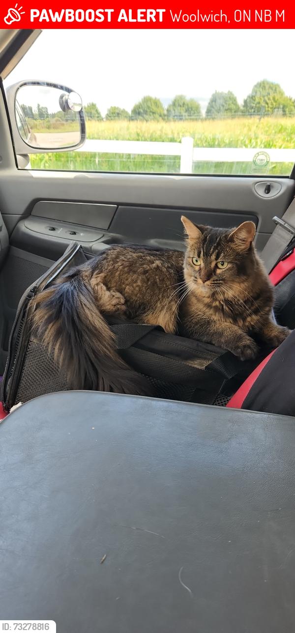 Lost Female Cat last seen St johns Kilmarnock, Woolwich, ON N0B 1M0