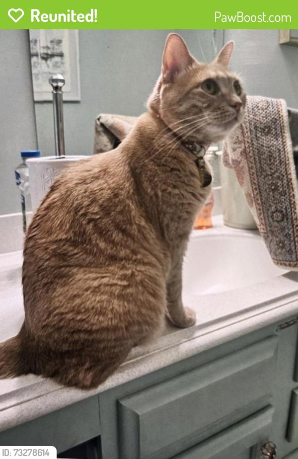 Reunited Female Cat last seen Aberdeen Rd & Inverness Rd, Monroe, NJ 08094