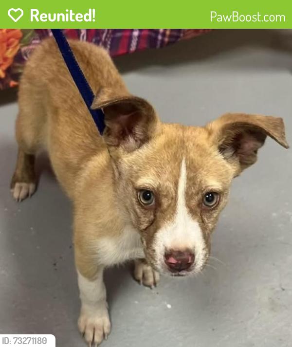 Reunited Unknown Dog last seen Located at Rockdale County Animal Service, 1506 Rockbridge Road, Conyers, GA 30012, Conyers, GA 30012