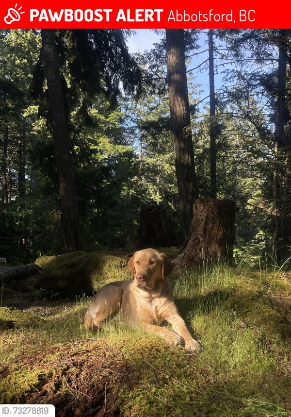Lost Male Dog last seen Pratt st & McCrimmon Dr Abbotsford, Abbotsford, BC 