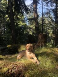 Lost Male Dog last seen Pratt st & McCrimmon Dr Abbotsford, Abbotsford, BC 