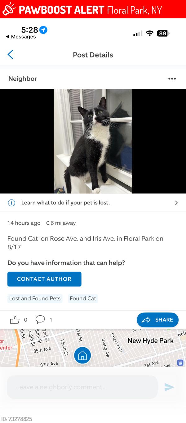 Lost Male Cat last seen Rose and Iris Ave, Floral Park NY, Floral Park, NY 11001