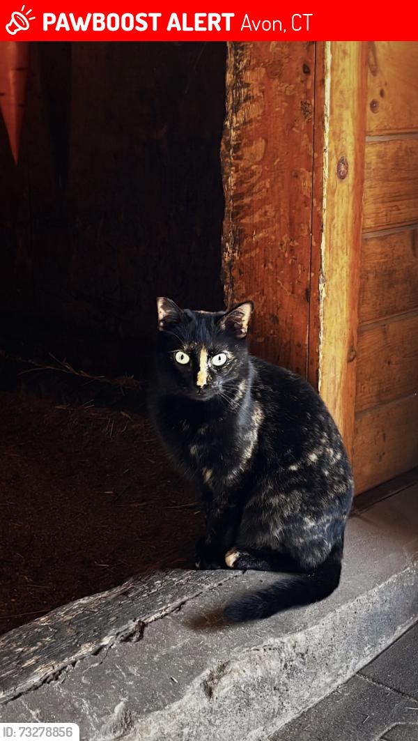 Lost Female Cat last seen Waterville & Old Farms Rd, Avon, CT 06001