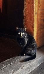 Lost Female Cat last seen Waterville & Old Farms Rd, Avon, CT 06001