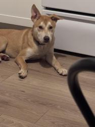 Found/Stray Male Dog last seen Near Courtney drive, Forest Park, GA 30297