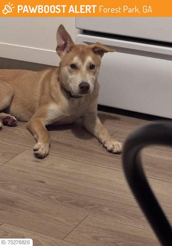 Found/Stray Male Dog last seen Near Courtney drive, Forest Park, GA 30297